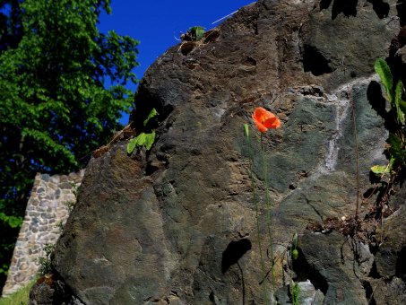 Mohn an der Burgruine Blankenberg