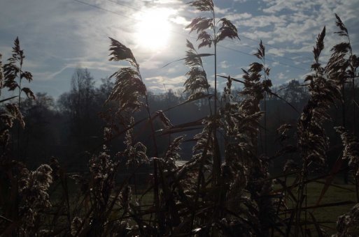 Sonne und Rauhreif