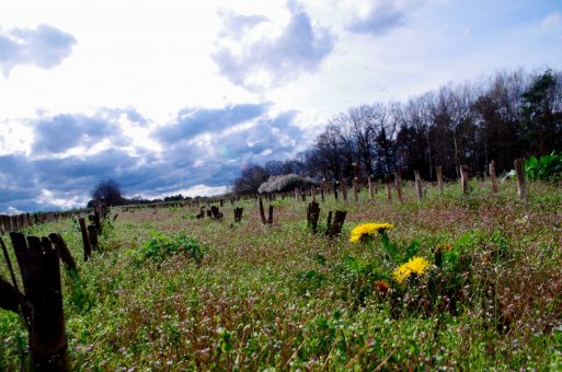 Wiesengrund in Bunt